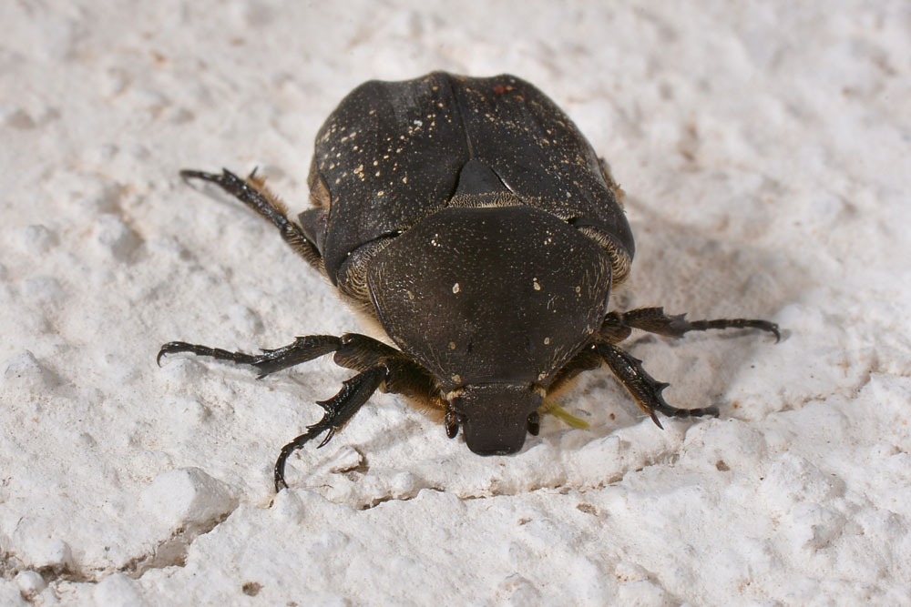 Da identificare:  Protaetia (Netocia) morio,   Cetoniidae